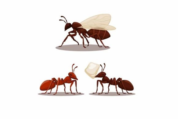 Ant Animal Species Collection Set Vector: A Design Deep Dive